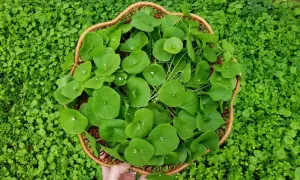 A hand holds a basket overflowing with fresh miner's lettuce, its round, green leaves a vibrant contrast to the surrounding lush greenery.