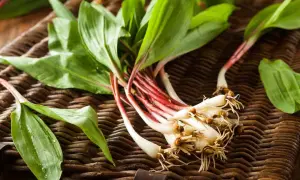 Freshly harvested ramps with red stems and green leaves on a woven mat. Ideas for what to do with ramps include sautéing or pickling them.