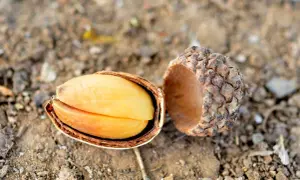 A split acorn reveals its bright yellow kernel. While some might wonder if you can eat acorns, this one looks ready for processing.