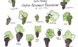 Illustrations of grape varietals from the Loire Valley wine region, including Sauvignon Blanc, Cabernet Franc, and Gamay.