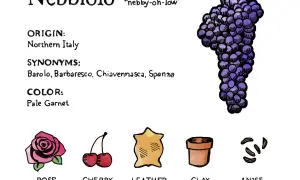 Illustration of a Nebbiolo grape bunch, with notes on origin, synonyms, color, and tasting notes like rose, cherry, leather, clay pot, and anise.