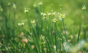 Delicate white flowers bloom atop tall green stalks of wild onions, swaying gently in a soft, blurred meadow.