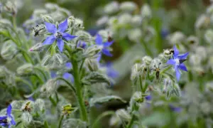 Vibrant blue borage flowers bloom, showcasing their star shape. This herb has many borage uses, from culinary delights to medicinal properties.