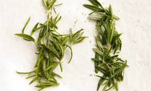 Dried vs. fresh rosemary sprigs on a white surface, illustrating how to dry herbs.