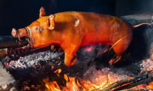 A whole cochinillo asado, golden brown and glistening, slowly roasts over an open fire. The simple cochinillo asado ingredients are evident in its perfect crisping skin.