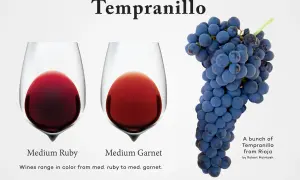Two glasses of tempranillo red wine, one medium ruby, the other medium garnet, next to a bunch of ripe tempranillo grapes.
