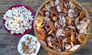 A bounty of freshly picked honey mushrooms, some pale and small on a red plate, others larger and golden-brown in a woven basket.