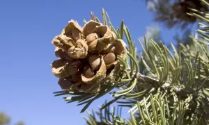 A pine cone on a branch, showing the seeds inside, a visual guide to how to harvest pine nuts.