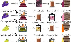 Diagram shows wine production. White wine, unlike red, is pressed before fermentation, which affects its tannin levels.