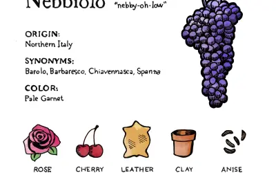 Illustration of a Nebbiolo grape bunch, with notes on origin, synonyms, color, and tasting notes like rose, cherry, leather, clay pot, and anise.