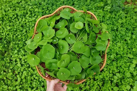 A hand holds a basket overflowing with fresh miner's lettuce, its round, green leaves a vibrant contrast to the surrounding lush greenery.