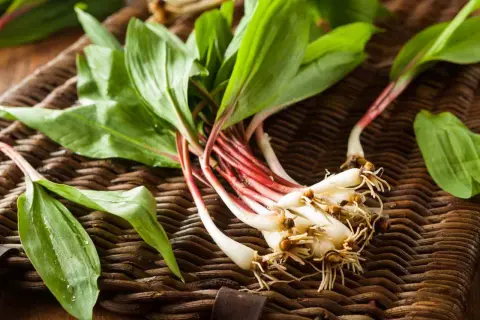 Freshly harvested ramps with red stems and green leaves on a woven mat. Ideas for what to do with ramps include sautéing or pickling them.