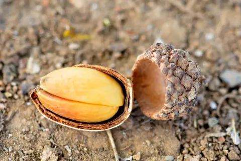A split acorn reveals its bright yellow kernel. While some might wonder if you can eat acorns, this one looks ready for processing.