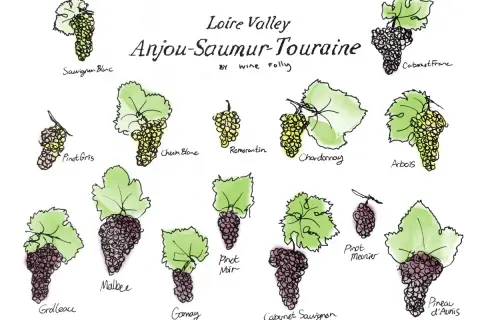Illustrations of grape varietals from the Loire Valley wine region, including Sauvignon Blanc, Cabernet Franc, and Gamay.