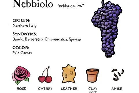 Illustration of a Nebbiolo grape bunch, with notes on origin, synonyms, color, and tasting notes like rose, cherry, leather, clay pot, and anise.
