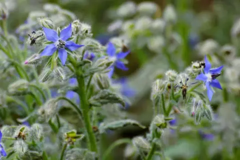 Vibrant blue borage flowers bloom, showcasing their star shape. This herb has many borage uses, from culinary delights to medicinal properties.