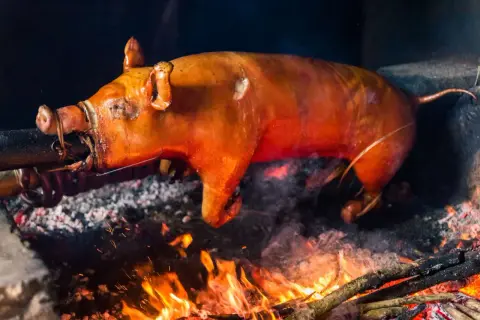 A whole cochinillo asado, golden brown and glistening, slowly roasts over an open fire. The simple cochinillo asado ingredients are evident in its perfect crisping skin.
