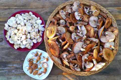 A bounty of freshly picked honey mushrooms, some pale and small on a red plate, others larger and golden-brown in a woven basket.