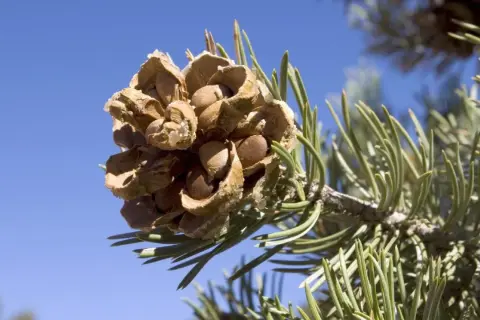 A pine cone on a branch, showing the seeds inside, a visual guide to how to harvest pine nuts.