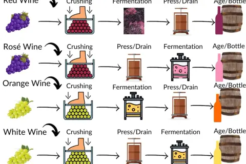 Diagram shows wine production. White wine, unlike red, is pressed before fermentation, which affects its tannin levels.
