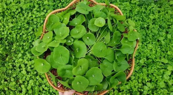 A hand holds a basket overflowing with fresh miner's lettuce, its round, green leaves a vibrant contrast to the surrounding lush greenery.