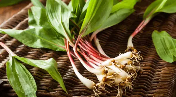 Freshly harvested ramps with red stems and green leaves on a woven mat. Ideas for what to do with ramps include sautéing or pickling them.