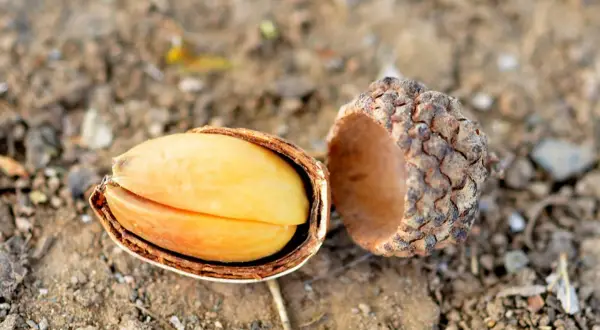 A split acorn reveals its bright yellow kernel. While some might wonder if you can eat acorns, this one looks ready for processing.