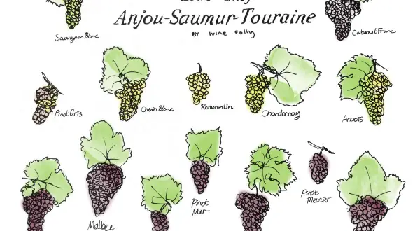 Illustrations of grape varietals from the Loire Valley wine region, including Sauvignon Blanc, Cabernet Franc, and Gamay.