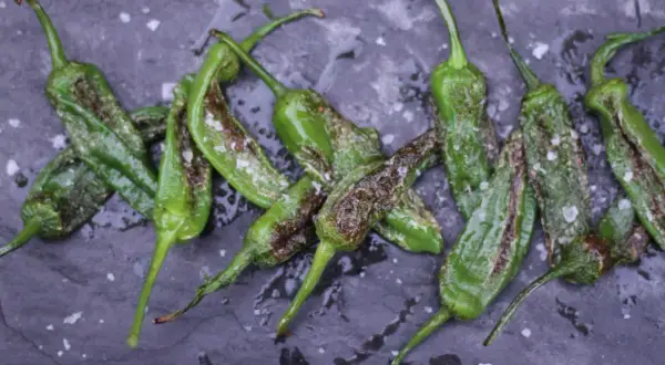A pile of blistered, pan-fried Gernika peppers, glistening with oil and sprinkled with coarse sea salt, rest on a dark slate surface.