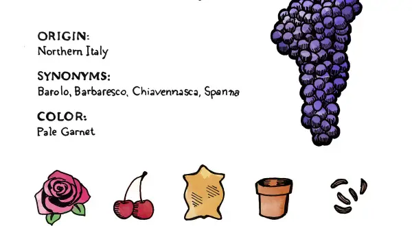 Illustration of a Nebbiolo grape bunch, with notes on origin, synonyms, color, and tasting notes like rose, cherry, leather, clay pot, and anise.