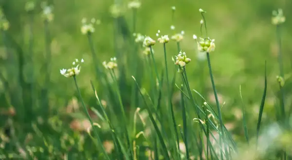 Delicate white flowers bloom atop tall green stalks of wild onions, swaying gently in a soft, blurred meadow.