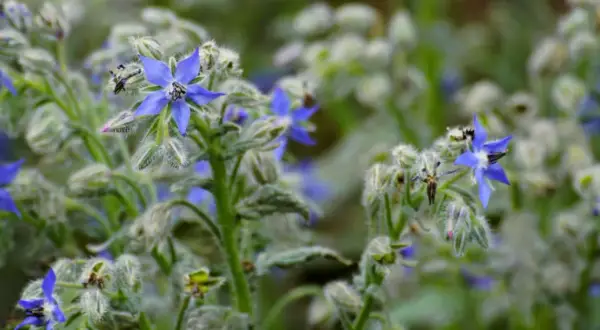 Vibrant blue borage flowers bloom, showcasing their star shape. This herb has many borage uses, from culinary delights to medicinal properties.