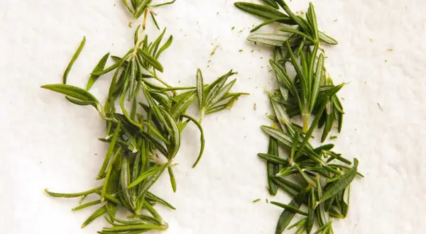 Dried vs. fresh rosemary sprigs on a white surface, illustrating how to dry herbs.