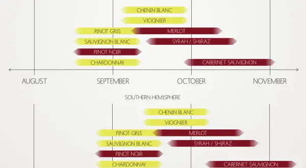 Timeline showing grape season for various wines in Northern and Southern Hemispheres, from August to November and January to April respectively.