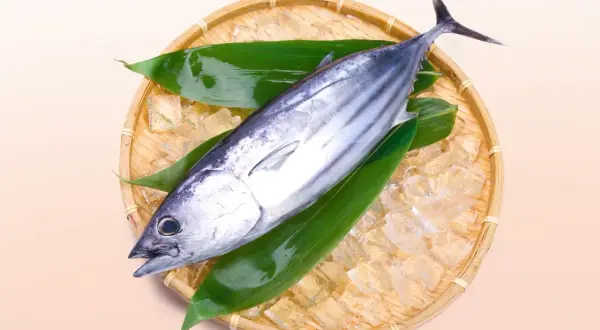 A fresh bonito, a type of tuna, rests on ice and green leaves in a woven basket.