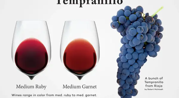 Two glasses of tempranillo red wine, one medium ruby, the other medium garnet, next to a bunch of ripe tempranillo grapes.