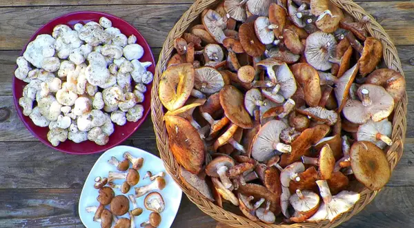 A bounty of freshly picked honey mushrooms, some pale and small on a red plate, others larger and golden-brown in a woven basket.