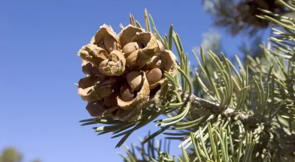 A pine cone on a branch, showing the seeds inside, a visual guide to how to harvest pine nuts.