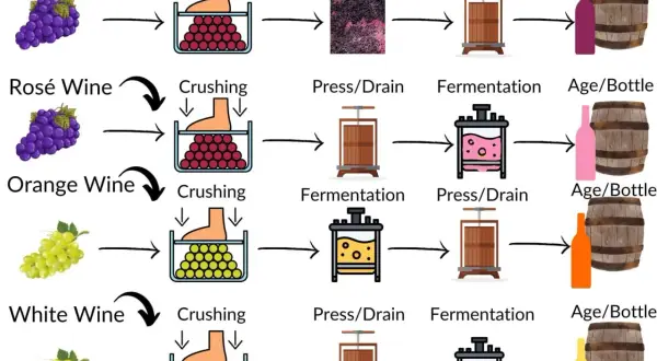 Diagram shows wine production. White wine, unlike red, is pressed before fermentation, which affects its tannin levels.