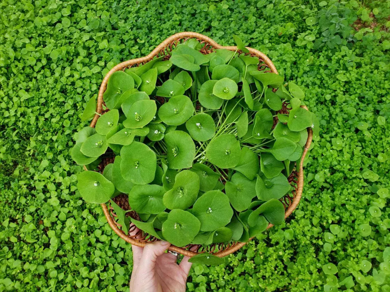 A hand holds a basket overflowing with fresh miner's lettuce, its round, green leaves a vibrant contrast to the surrounding lush greenery.