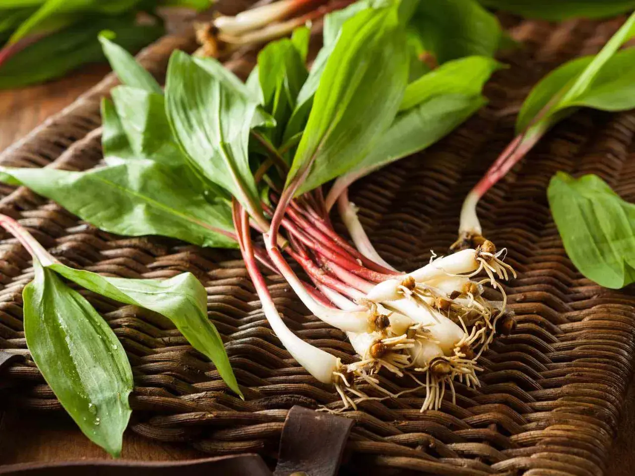 Freshly harvested ramps with red stems and green leaves on a woven mat. Ideas for what to do with ramps include sautéing or pickling them.