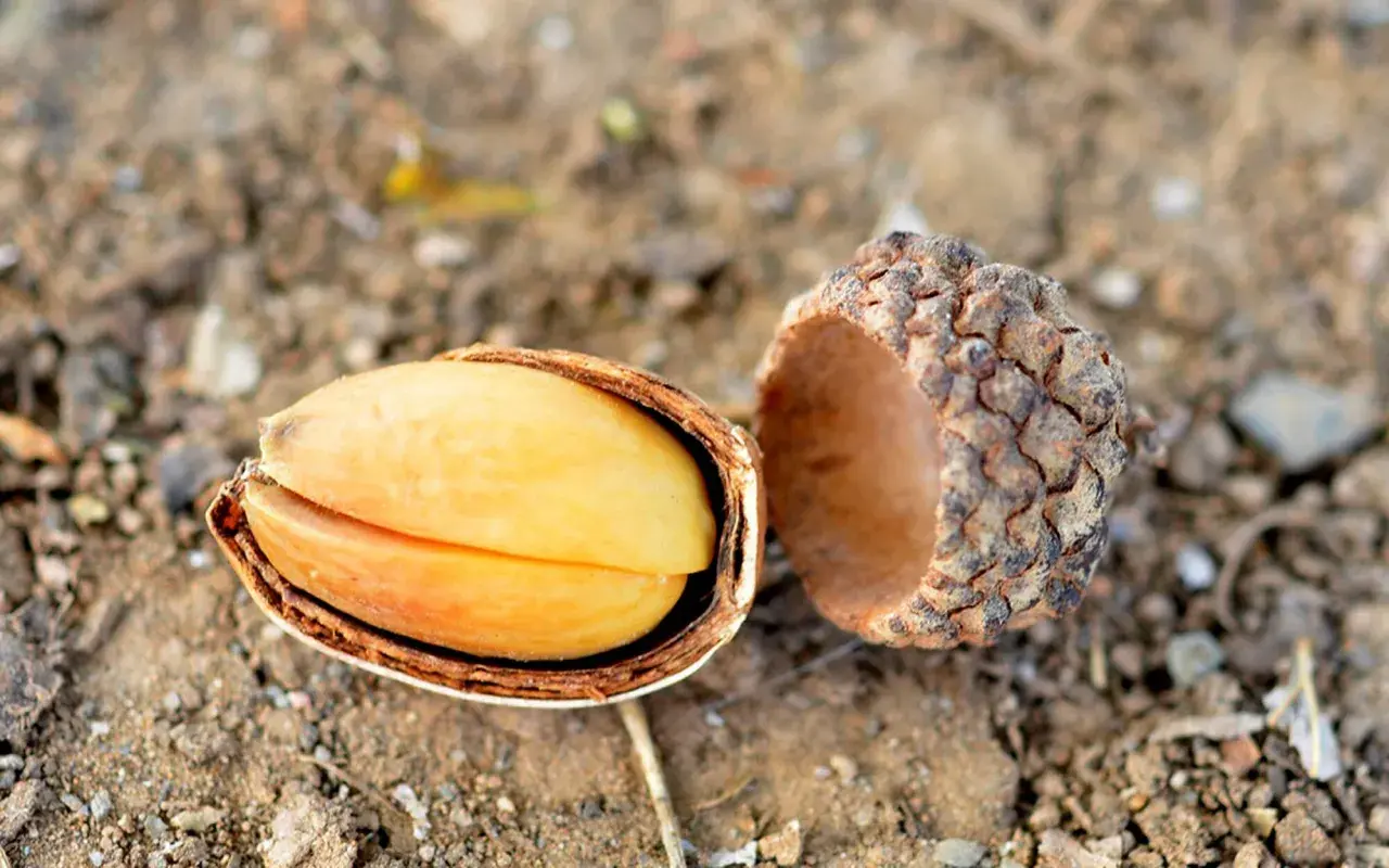 A split acorn reveals its bright yellow kernel. While some might wonder if you can eat acorns, this one looks ready for processing.