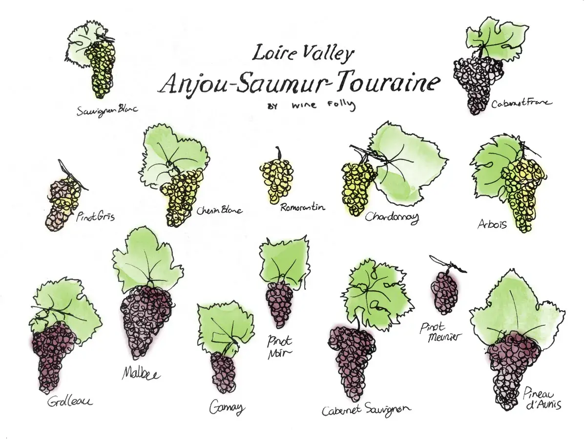 Illustrations of grape varietals from the Loire Valley wine region, including Sauvignon Blanc, Cabernet Franc, and Gamay.