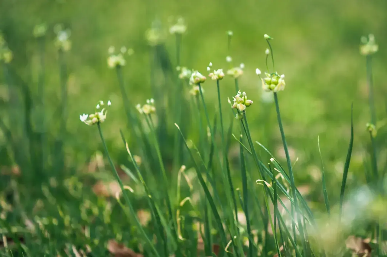 Delicate white flowers bloom atop tall green stalks of wild onions, swaying gently in a soft, blurred meadow.