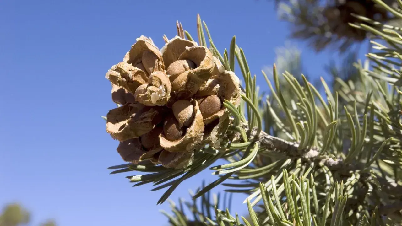 A pine cone on a branch, showing the seeds inside, a visual guide to how to harvest pine nuts.