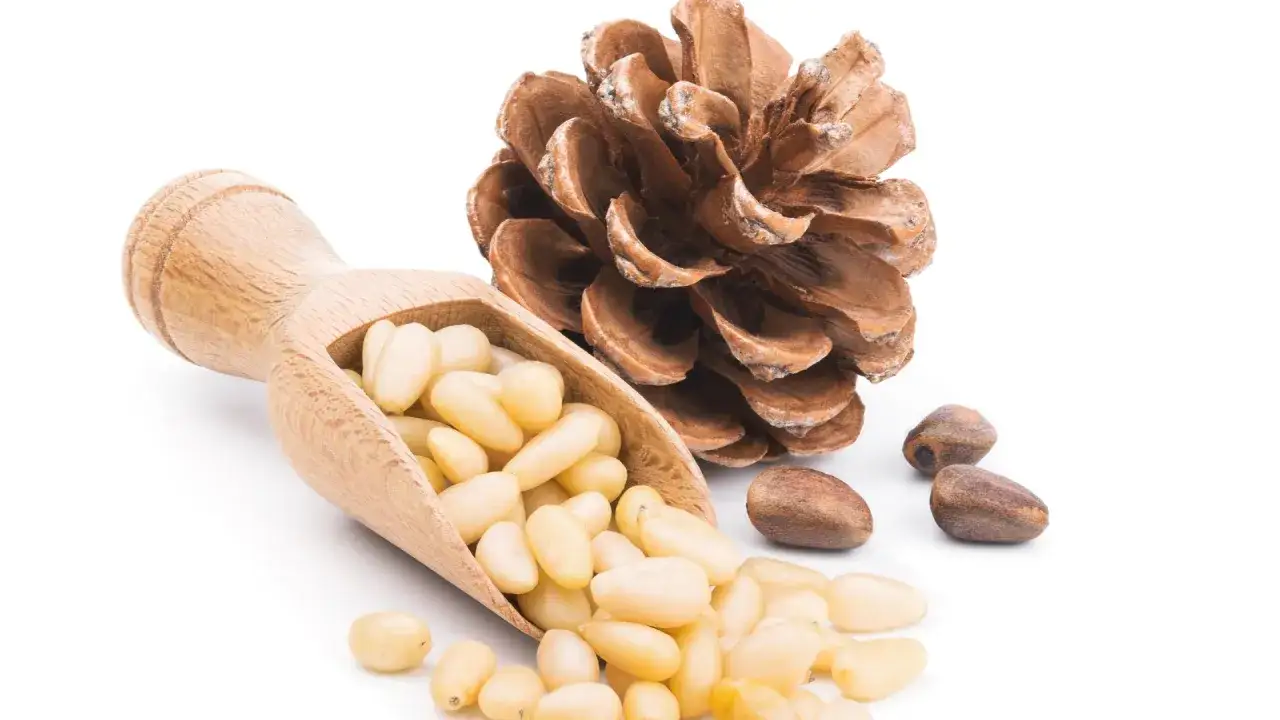 A wooden scoop overflows with pine nuts, next to a pine cone and a few loose nuts. This image illustrates how to harvest pine nuts.