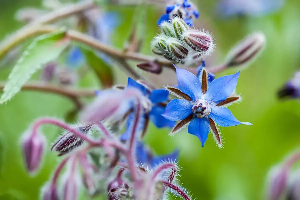 Vibrant blue borage flowers bloom, hinting at their culinary and medicinal uses.