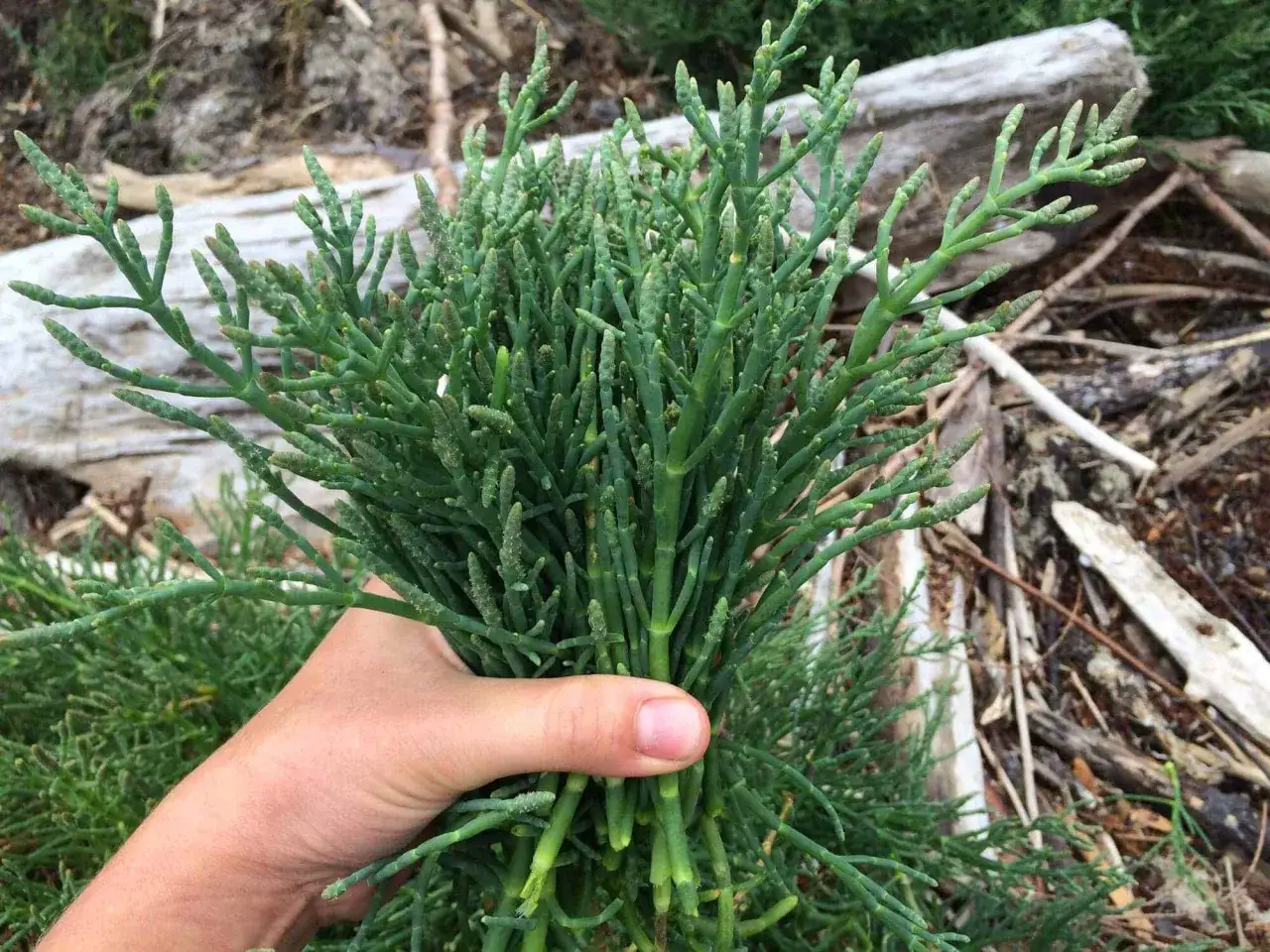A hand holds a bunch of fresh, green wild asparagus, its segmented stalks reaching upwards.