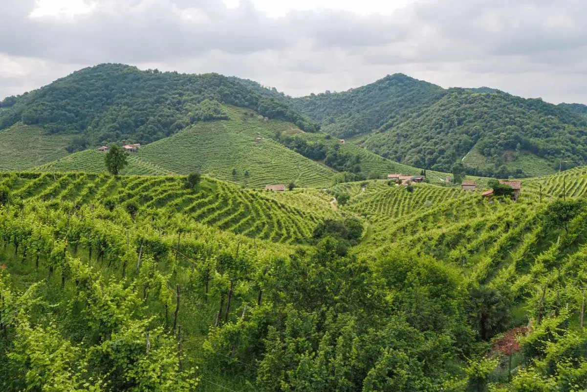 Rolling green hills covered in vineyards, hinting at where Prosecco is from. Scattered houses dot the landscape.