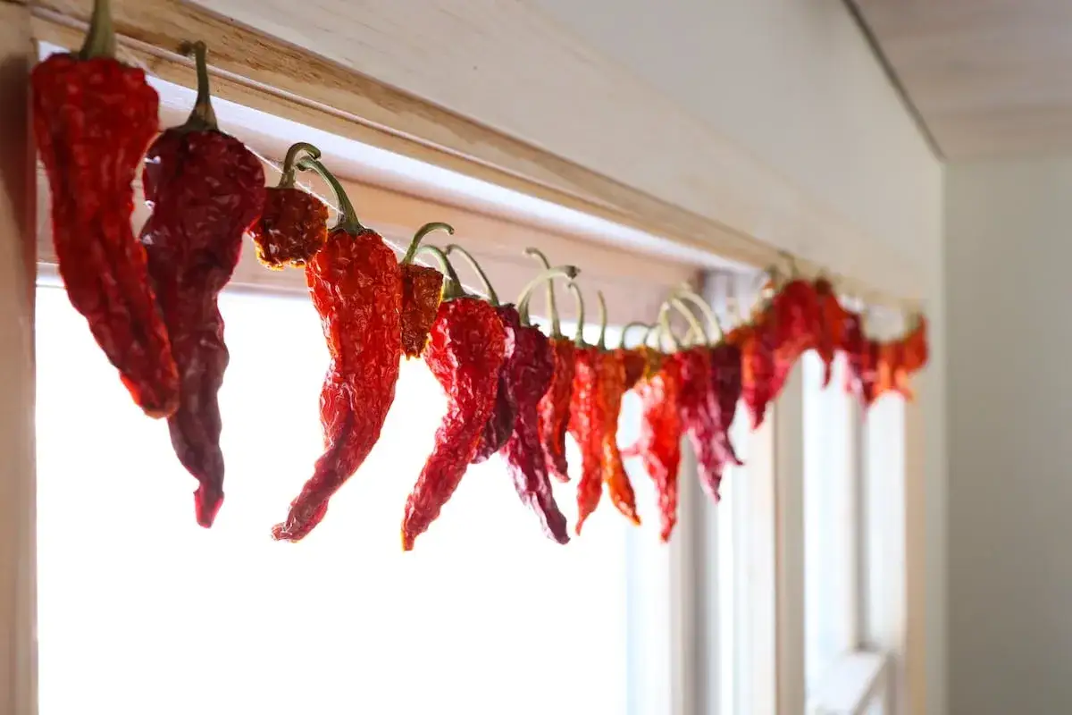 Drying red chili peppers on a string, a step in how to make paprika.
